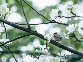 菲乐化妆品套系有哪些-